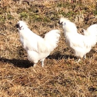 白烏骨鶏の雄9カ月