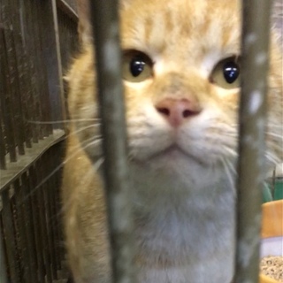 期限付き収容中／すりすり甘える男の子