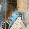 ミニウサギ