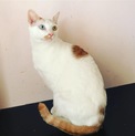 超甘えん坊巨大猫オッドアイ（福）