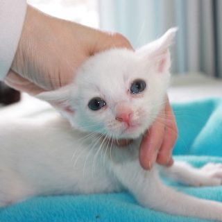 可愛い白猫　えれすちゃん離乳中