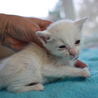 可愛い白猫　えれすちゃん離乳中 サムネイル2