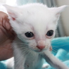 可愛い白猫　えれすちゃん離乳中 サムネイル4