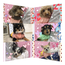 非営利動物保護団体ととのん『ととのんハウス』譲渡会