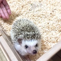可愛い子です！