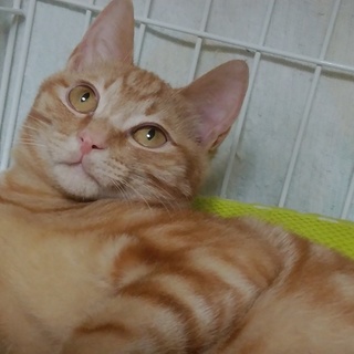 柔らかい毛並みのアメショーＭＩＸ♂約4か月