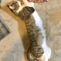 ウニちゃんの里親さん募集