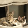 群馬より、三毛とキジトラ親子 サムネイル5