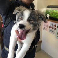 コロ