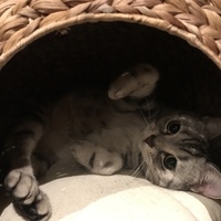 ぽる