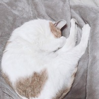 しろちゃん