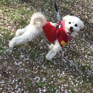 この子を守ってください