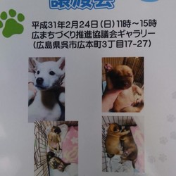 保護子犬の譲渡会