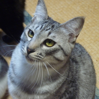 サバトラの男の子