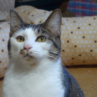 おとなしいキジシロ女の子