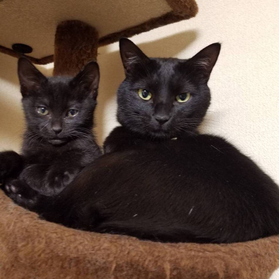 リンのカバー写真