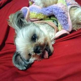 15歳 で捨てられたシーズー ♀