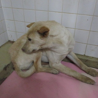 処分対象です。