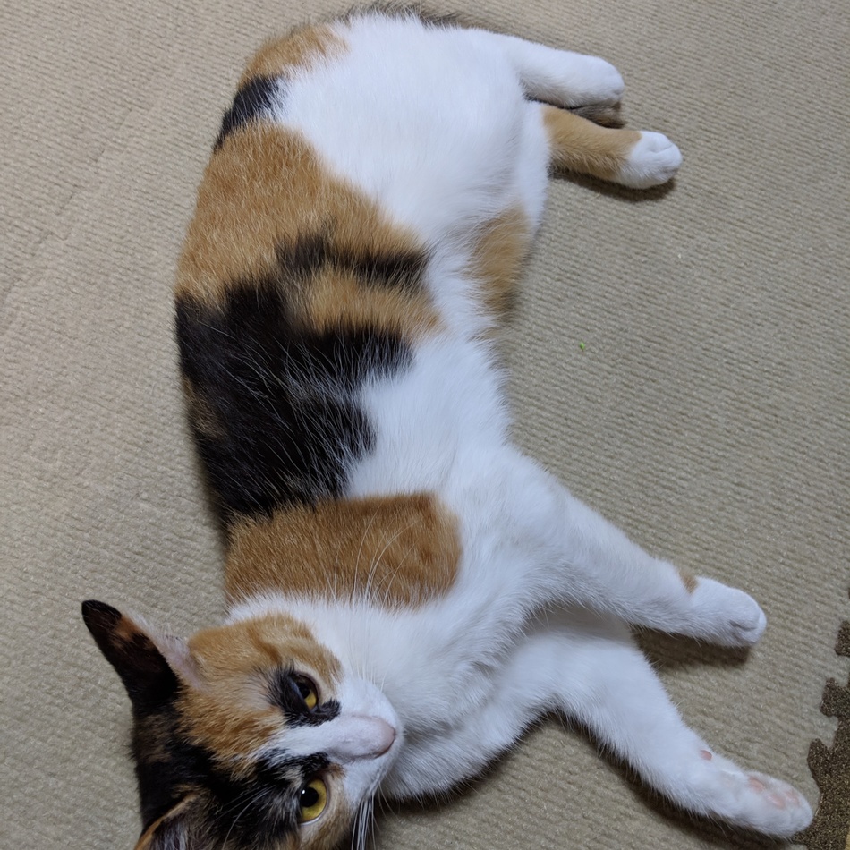 タマのカバー写真