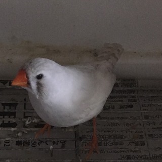 錦華鳥（色変わり）メスの里親募集します