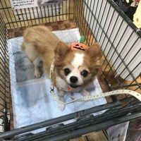 さくら