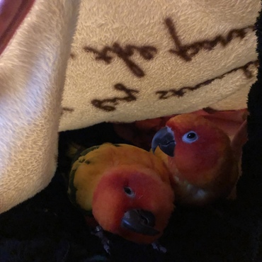 仲良しポムとバナン♬︎♡