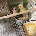コザクラインコの雛