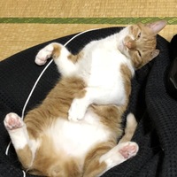 お茶丸
