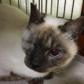 《急募》片目シャムMix男の子生後8か月位