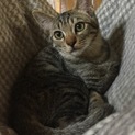 凛々しいお顔のキジトラ、ヨシオ君です♪