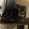 あきころグリン