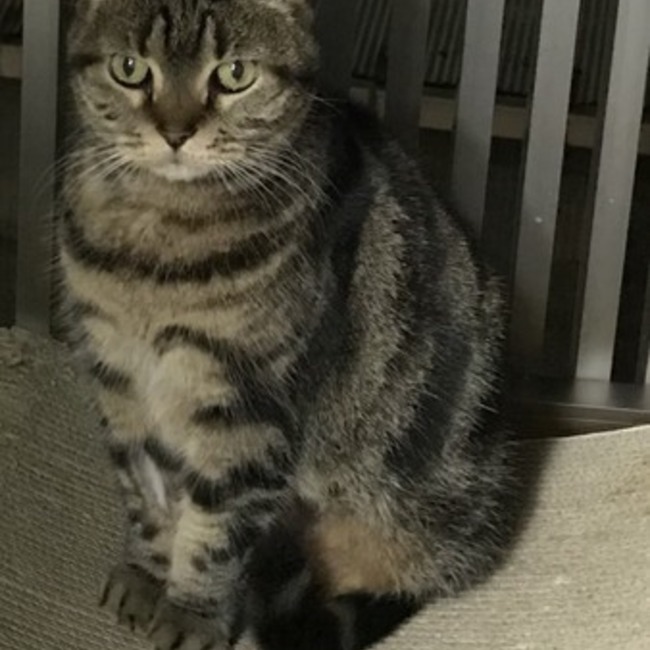 あきころグリンのカバー写真
