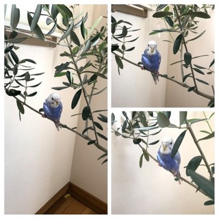 セキセイインコ里親募集