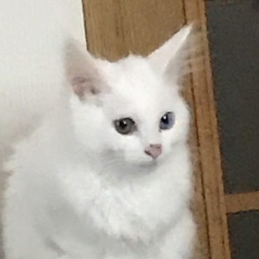 三種ワクチン打って来ました。お利口さん☆