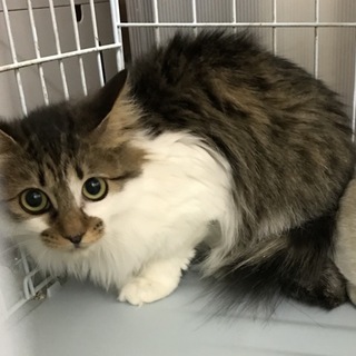 ふわふわ長毛のキジ白、ココアちゃん