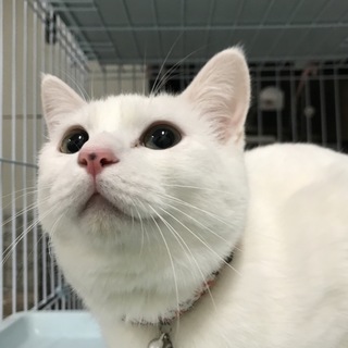 雪だるまみたいなユキちゃん