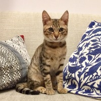 titi goto