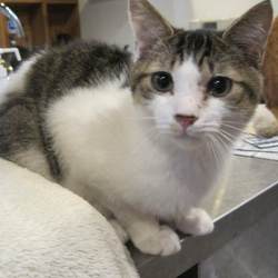 青梅の里山で癒しの里親会！