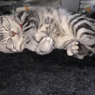 可愛がってあげれる人