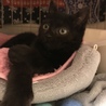 とにかく可愛い黒猫ちゃんの瑠衣君 サムネイル6
