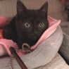 とにかく可愛い黒猫ちゃんの瑠衣君 サムネイル7