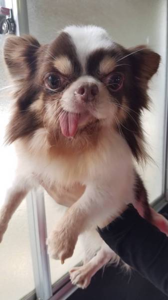 チワワ しゅう 里親募集中 大阪府 犬の里親募集 ペットのおうち 月間利用者150万人