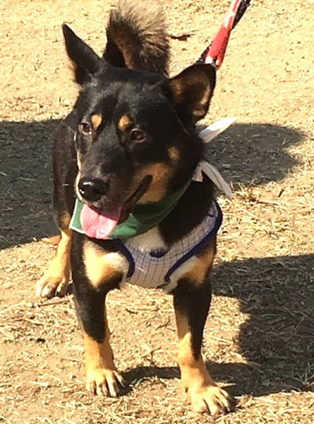 顔デカッ おまけに胴長短 大阪府 犬の里親募集 ペットのおうち 月間利用者150万人