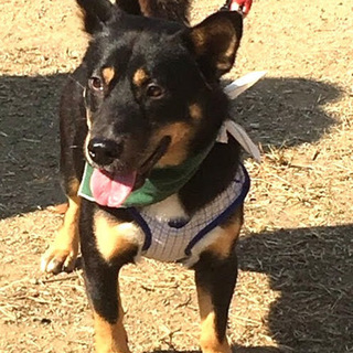 顔デカッ！おまけに胴長短足のユーモラス犬