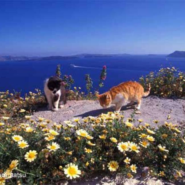 ハピネコ沖縄のカバー写真