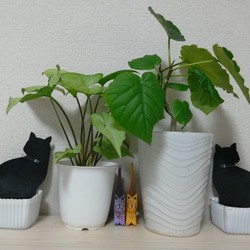 騒音にビックリ！