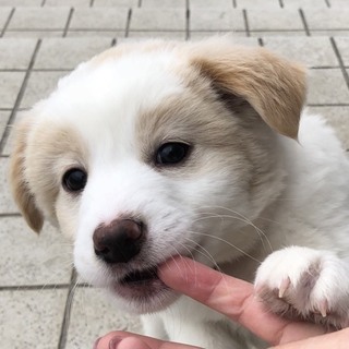 【保健所引き出し】かわいい子犬です❗️