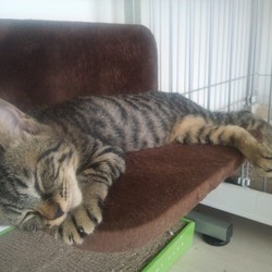 花の木シェルター 猫とのふれあい会&譲渡会(里親会)