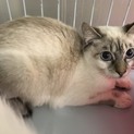 シャムミックスの男の子、ミルク君