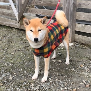 大人しく賢い柴犬です！